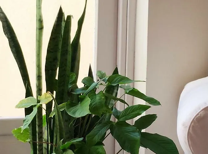 Апартаменты Benavides 5