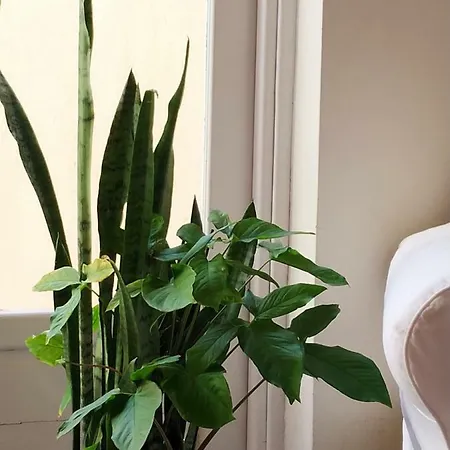 Apartmán Benavides 5